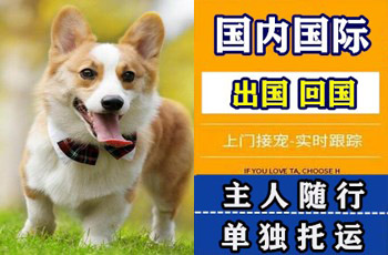 包头市宠物托运公司包头市宠物托运公司包头市宠物托运公司