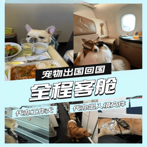 包头市宠物托运到白俄罗斯宠物入境规定和要求